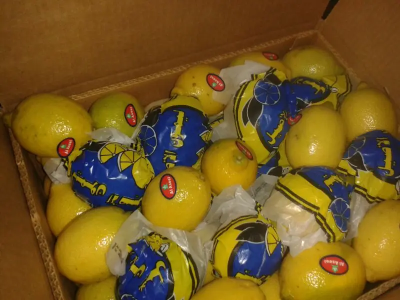 Lemonswe Export Fresh Lemon In Large Quantity To World Market Buy Good Brand Lowest Price