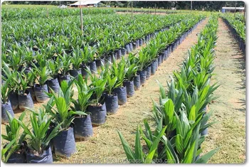 Seeding Palm Oil Trees Nursery In Gurun Kedah Palm Oil Trees Nursery In Gurun Kedah