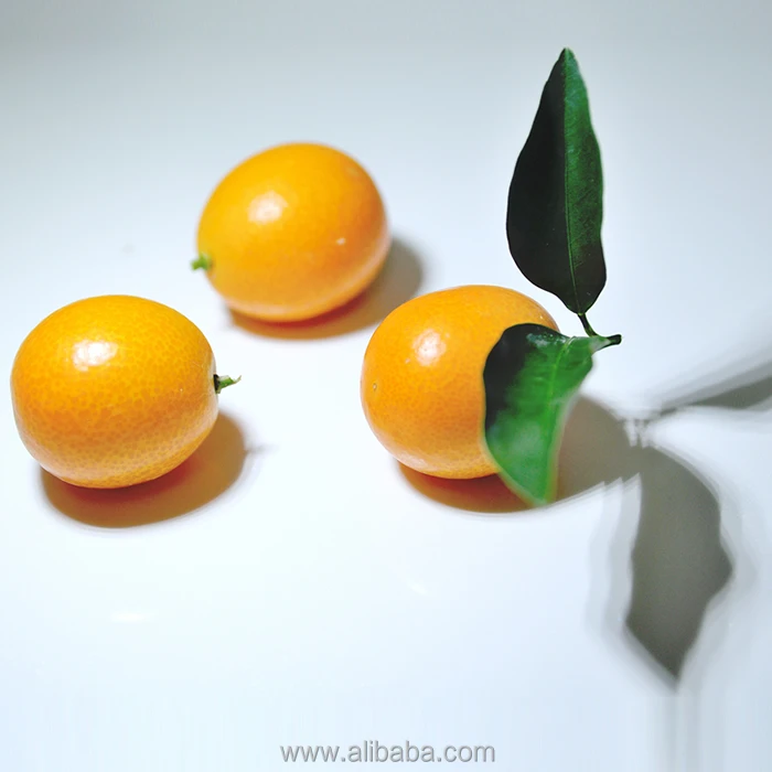 ホスピタリティハイグレードフルーツプレート 50 個スモールキンカン種子 ミニチュア盆栽果樹 Buy キンカン Product On Alibaba Com