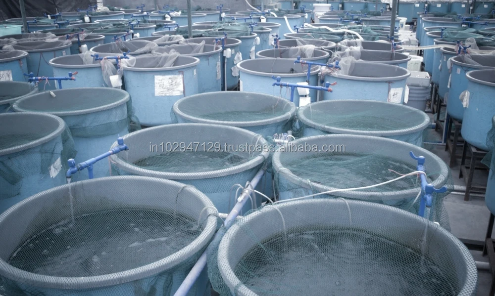 Organic Probiotics For Fish Hatchery Management - Buy Aqua Probiotics ...