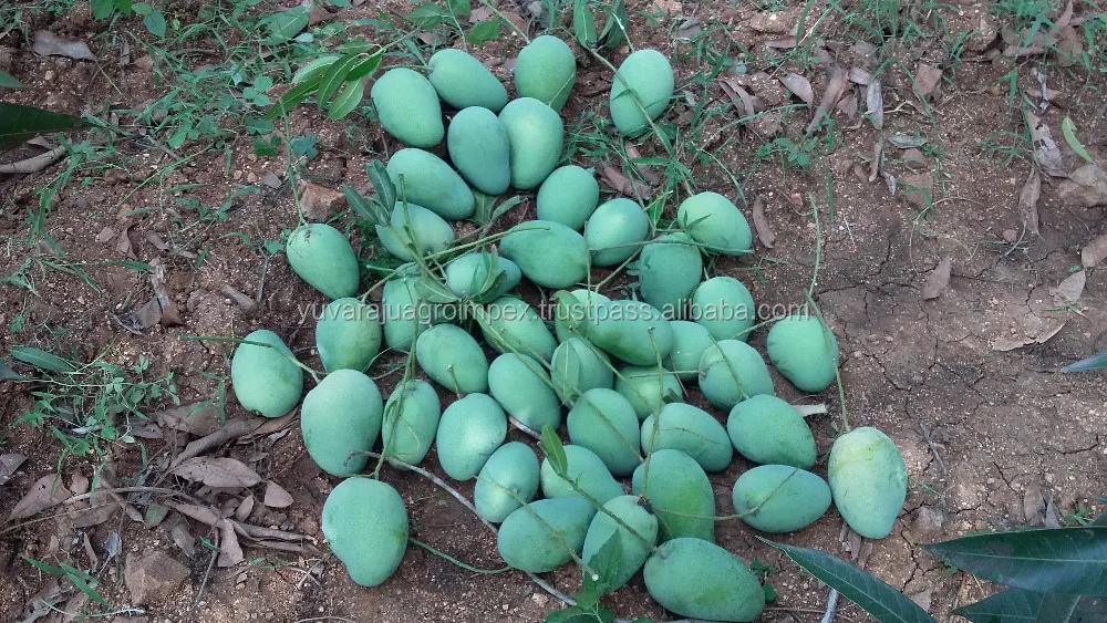 Fresh Banganapalli Mango From India Buy Fresh Badami Mangoes