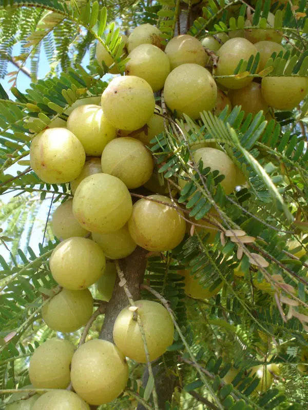 পাকা আমলকী