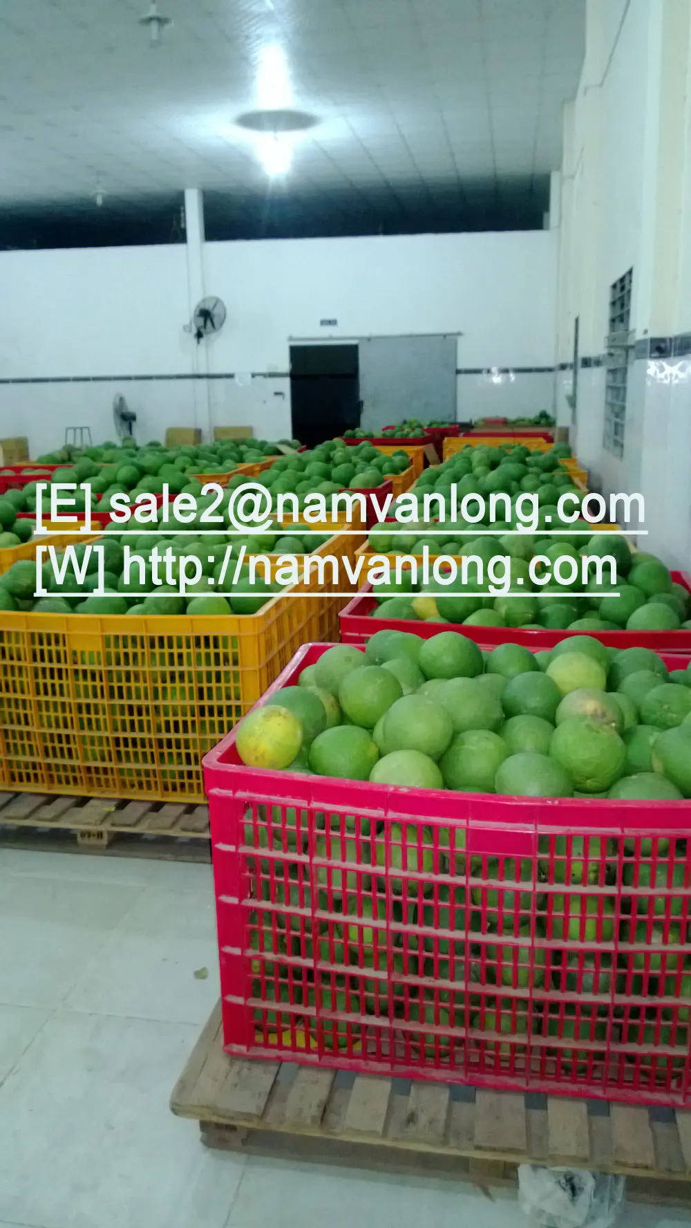 Best Buy! Fresh Pomelo At The High Quality And Best Price Buy Pomelo