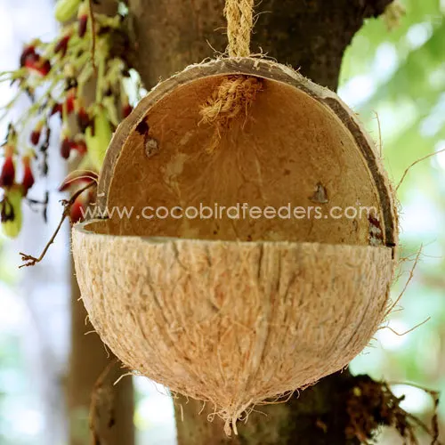 V Cut Coconut Shell For Bird Feeders Buy Coconut Shell V Cut