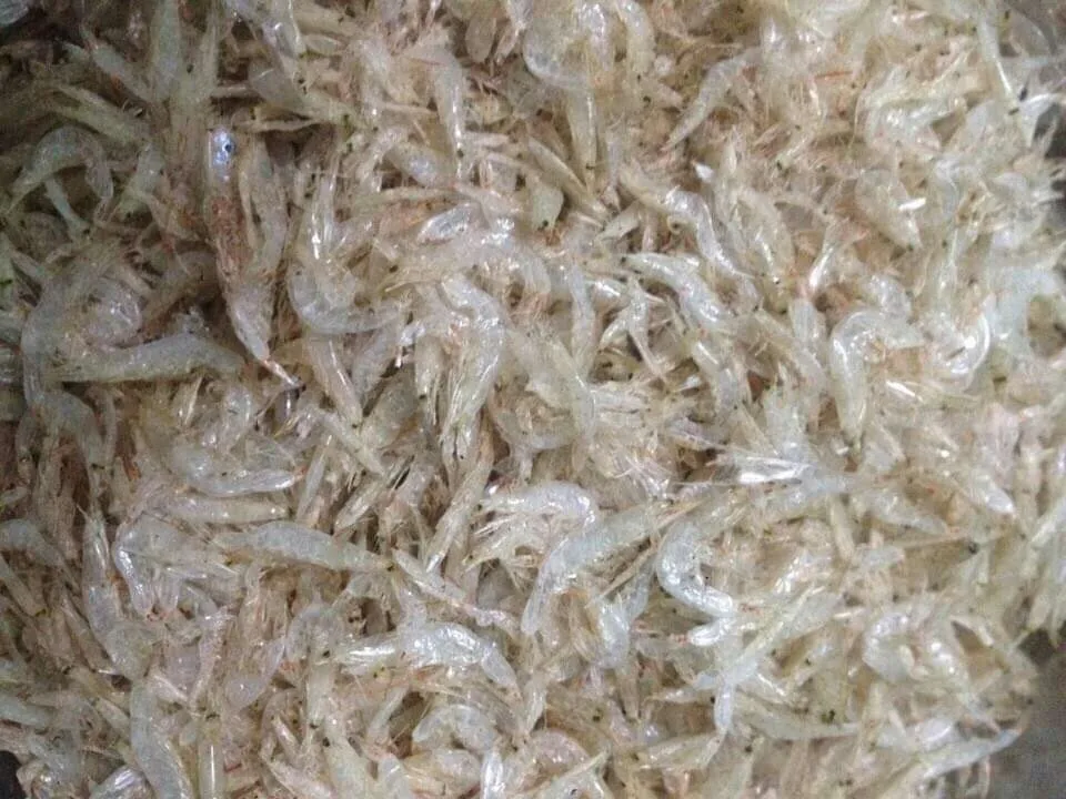 Dried Baby Shrimp Or Baby Krill Or Cheap Baby Shrimp Hight Quality And