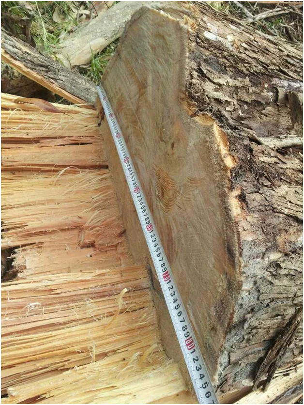 Best Price For Hardwood Eucalyptus Round Wood Log For Sale From Vietnam