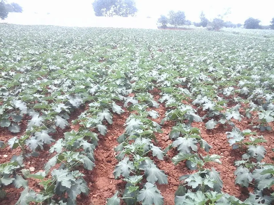 F1 Hybrid Okra Seeds New Production Buy Okra Seeds Maruti Kajal F1