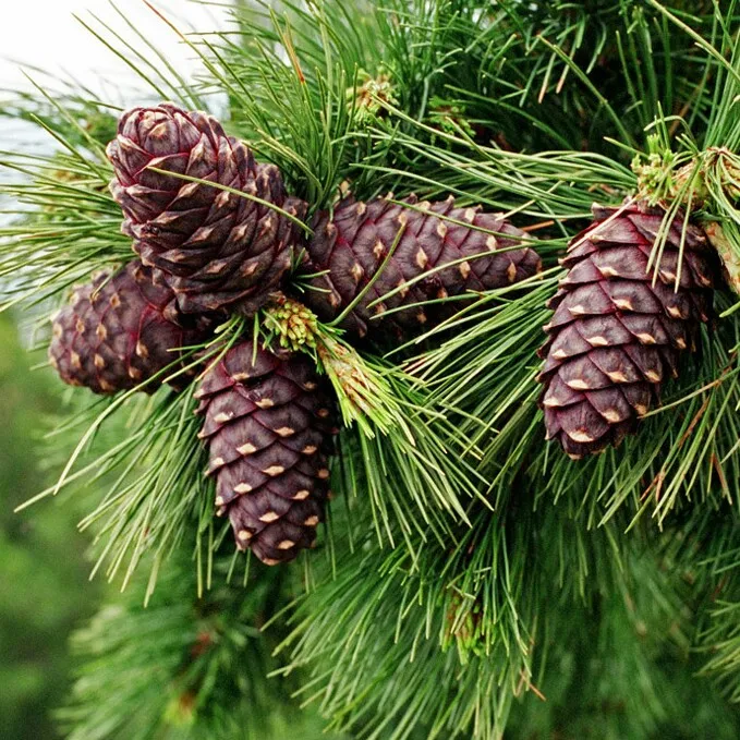 Хвоя классы. Кедр Сибирский Pinus sibirica. Хвойные окружающий мир 2 класс. Хвойные растения 2 класс окружающий мир. Не хвойные растения.