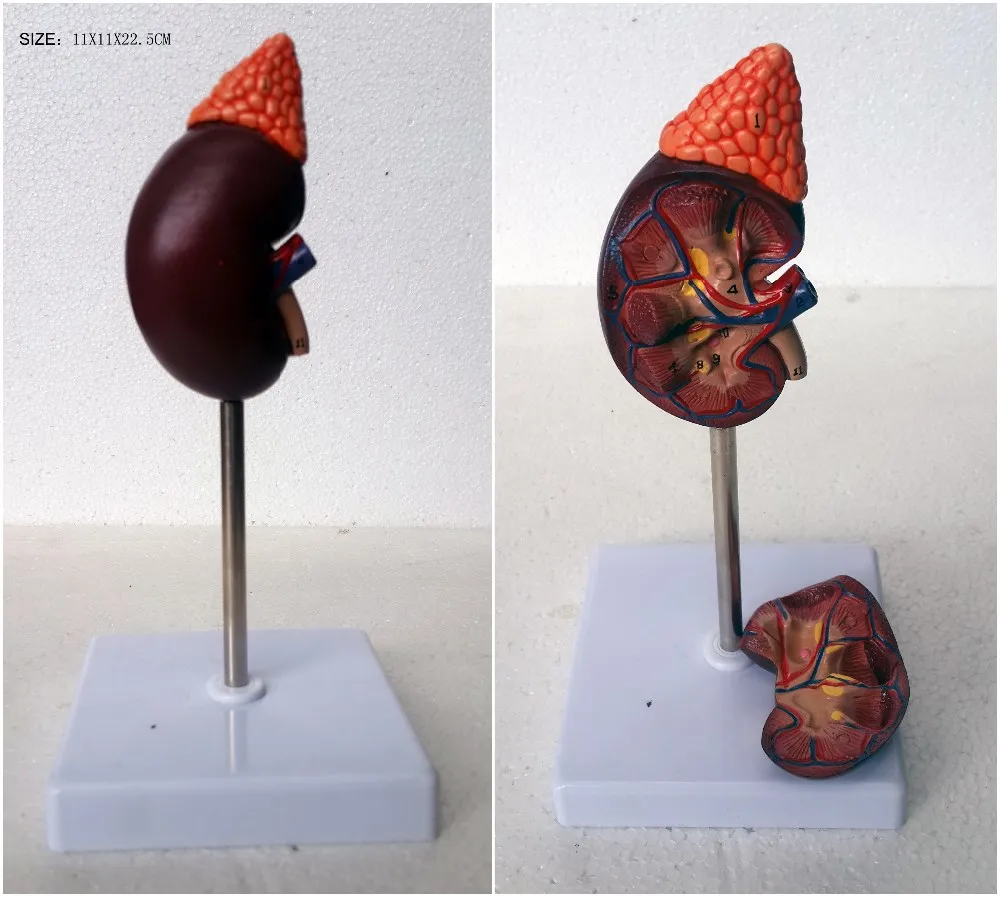 taiwan medical gifts model