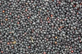 rape colza seeds oilseed canola plant hybrid growing pollen seed larger