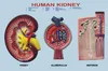 Kidney Section, Nephron, Blood Vessels & Renal Corpuscle Models
