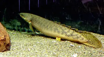 marble bichir (polypterus palmas) 5 cm - rare ancient