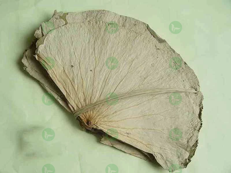 lotus leaf powder 2