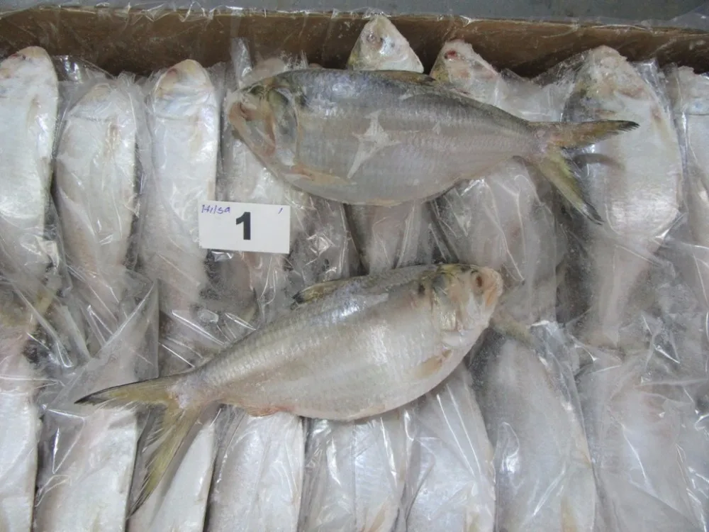 Frozen Hilsha/indian Shad Fish Buy Shad Fish Product on