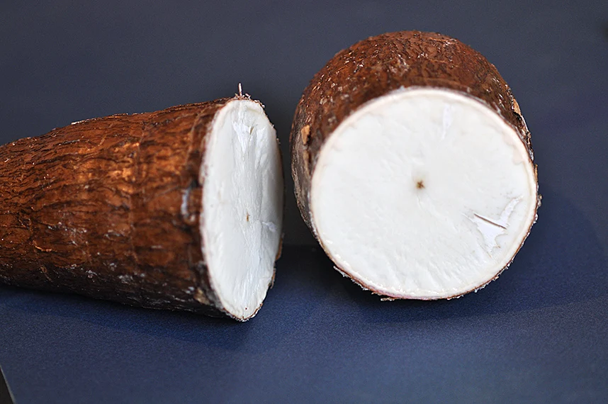 wholesale cassava seeds from gold supplier