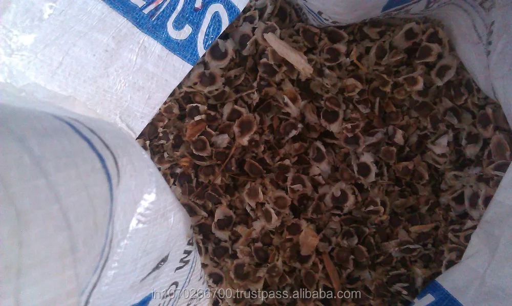 moringa seeds1.jpg