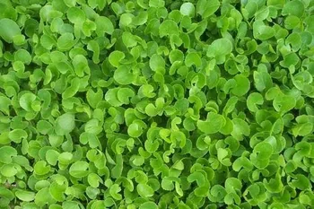 Jal Brahmi - Buy Pennywort,Indian Pennywort,Artayniya-e Hindi Product on Alibaba.com