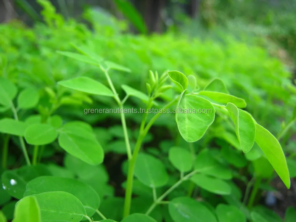 moringa-4.jpg