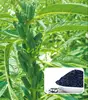 Seasmum Seeds for sowing seeds