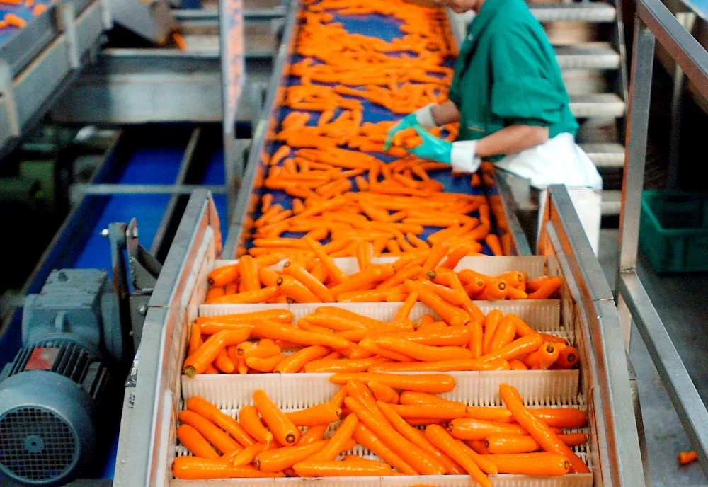 2017 New Crop Fresh Indian Carrots In Wholesale Price Buy First