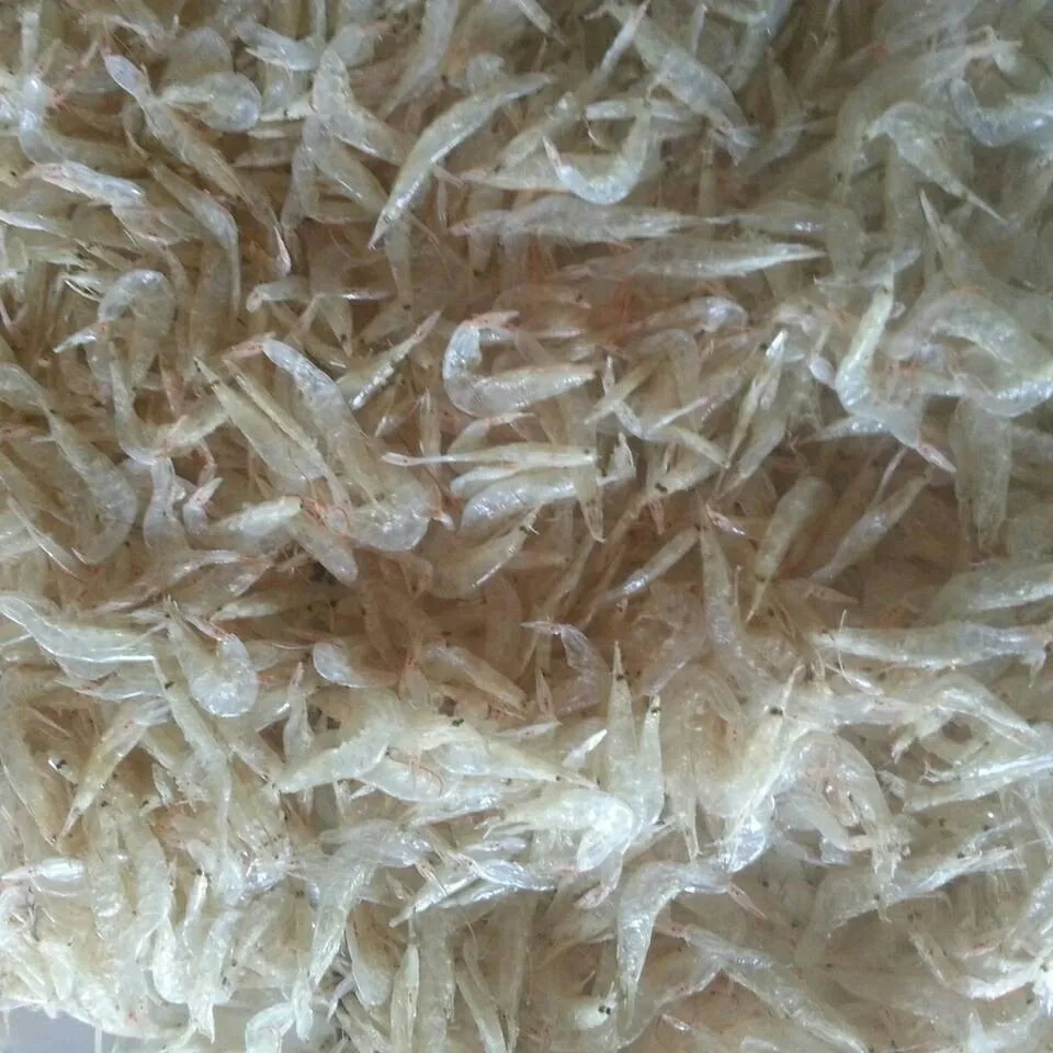 Dried Baby Shrimp Or Baby Krill Or Cheap Baby Shrimp Hight Quality And