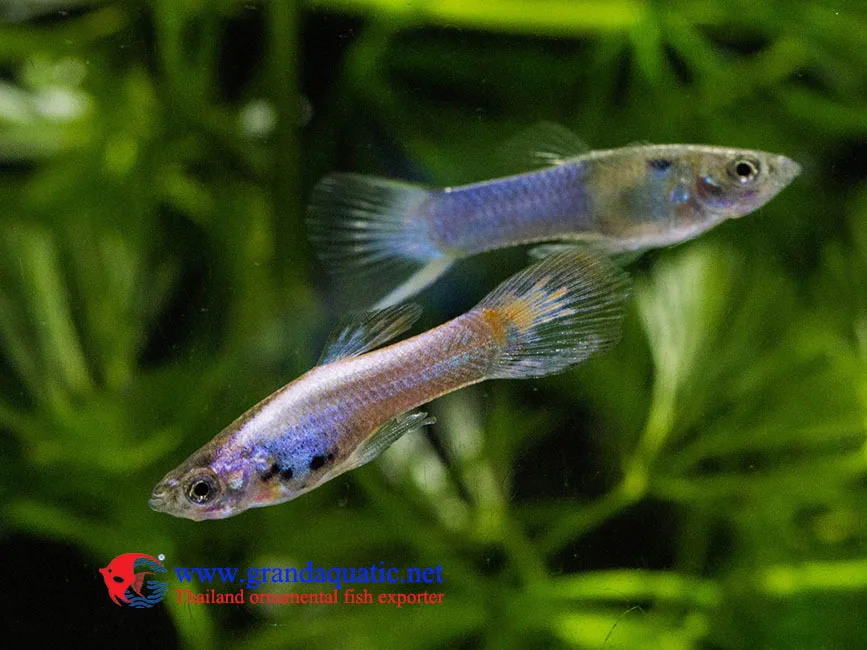 Endler Guppy Fish / Guppy Fish For Sale Buy Fancy Endler Guppy Fish / Guppy Fish For Sale Buy Fancy