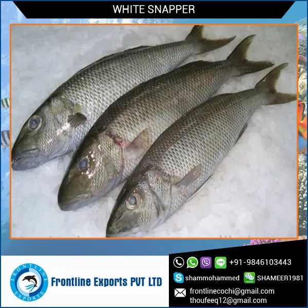 以最优惠的价格冷冻白 snap鱼 - buy frozen white snapper supplier
