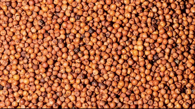 organic finger millets