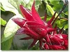 diffrent herbal tea & Specializes in mixing plants For tea Bag and other things