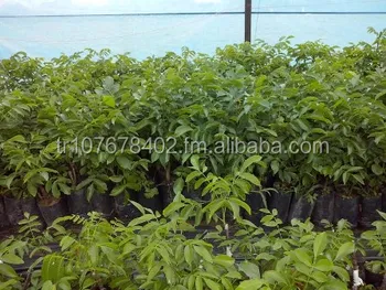 Chandler Walnut Fruit Tree Sapling Seedling Chandler Walnut Fruit Tree Sapling Seedling Plant Plants Nursery