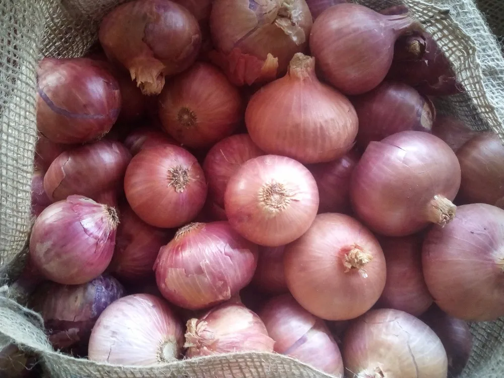 Export Quality Best Grade Onions In 3 Kg 5 Kg Red Mesh Bag Packing