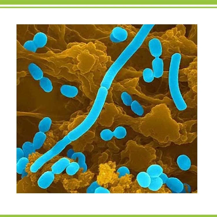 azotobacter microorganism