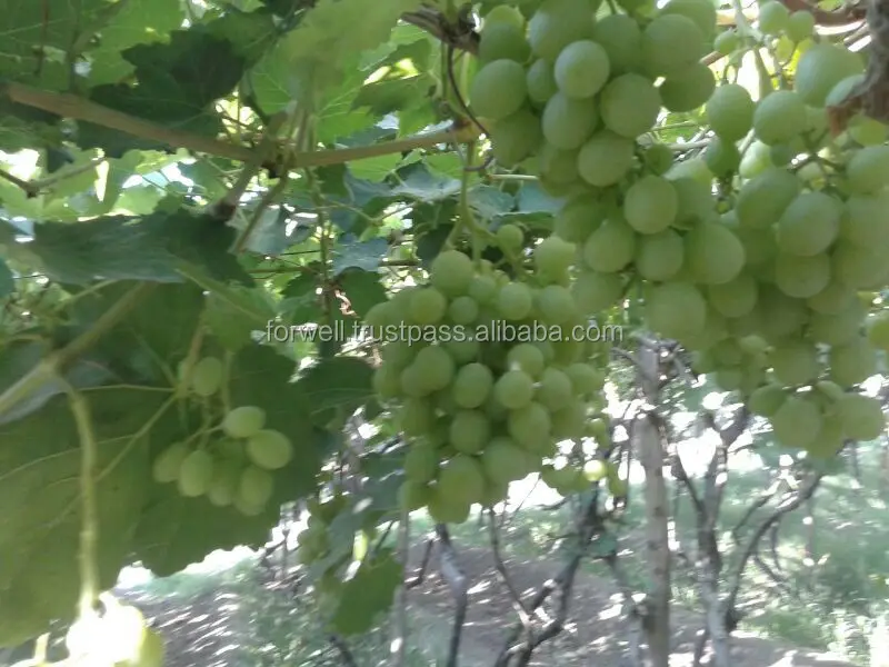 Fresh Thomson Seedless Grapes,Thompson Seedless Grapes Buy Fresh