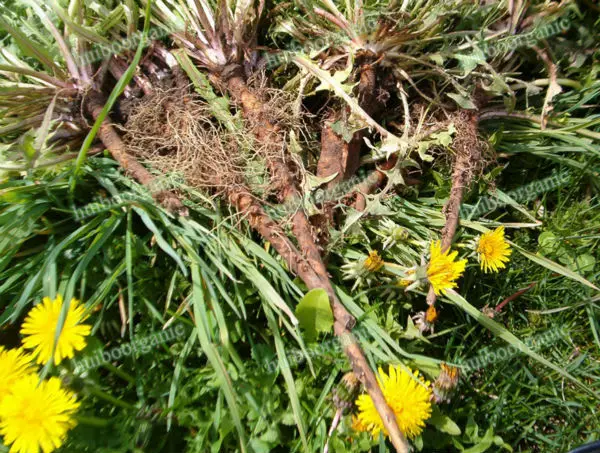 organic_dandelion_root_02