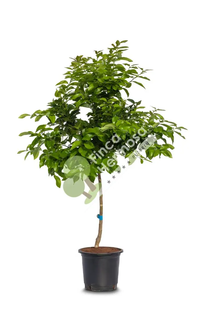 citrus latifolia - lime tree