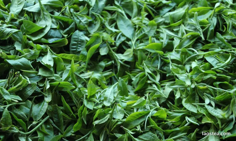 Laos black tea