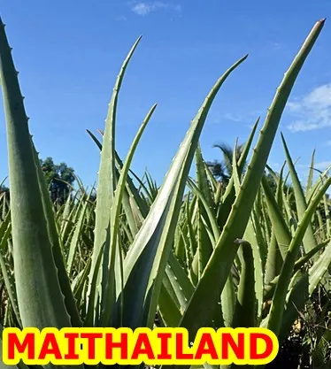 1000+ Gambar Daun Lidah Buaya Paling Keren 1000+ Gambar Daun Lidah Buaya Paling Keren