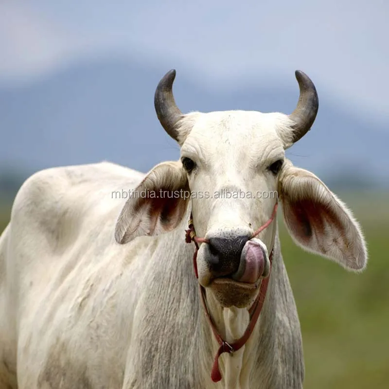 Cattle Slaughter House Cow Bull Sheep Pig Processing Slaughtering