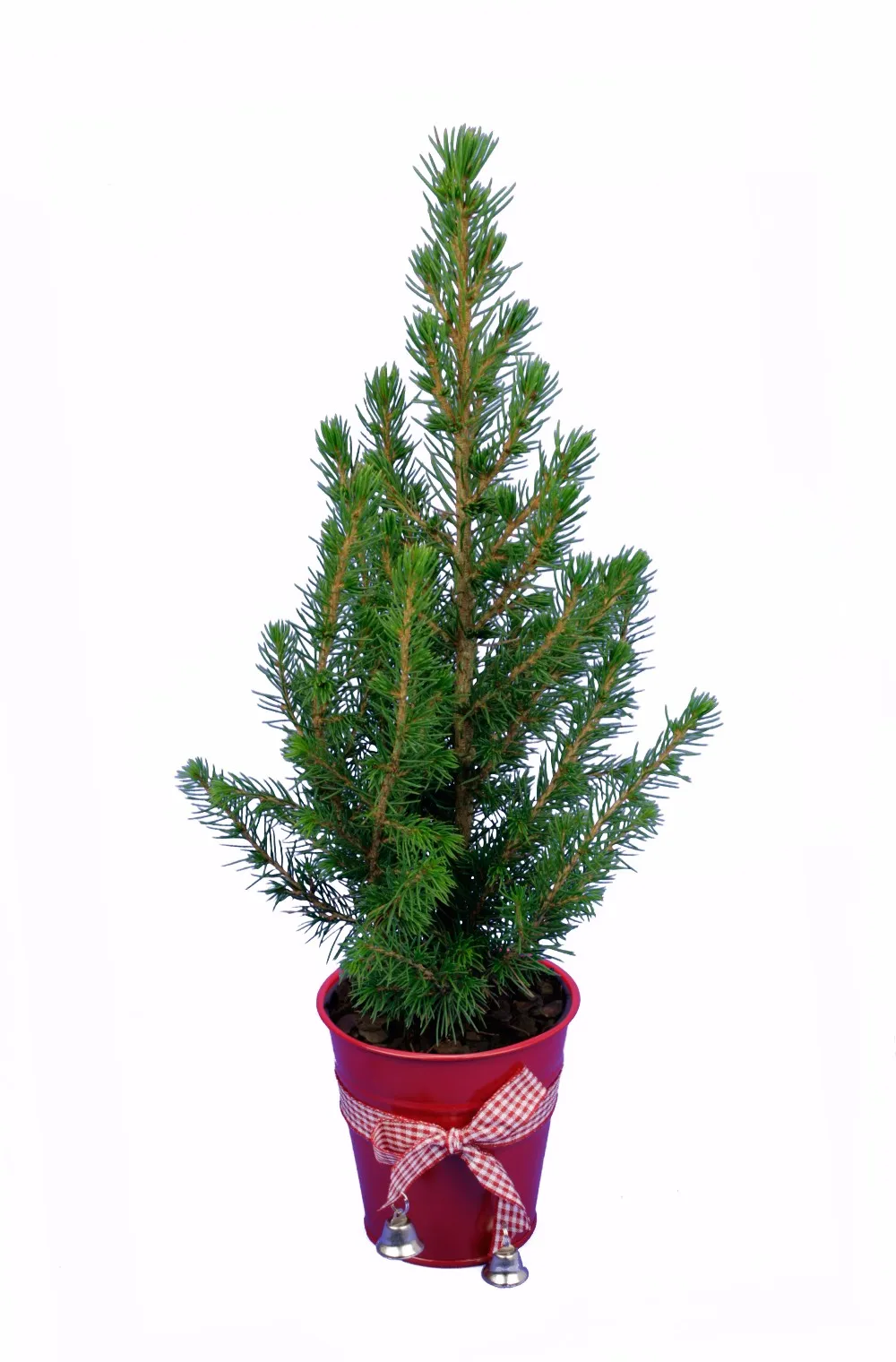 2x  Picea Glauca Christmas Trees , Very Healthy And Cheap Approx 35-40cm