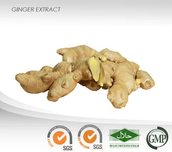 from gingerol to extract how ginger 6 Powder Gingerol Food Ginger  Extract Mg : 1000 :