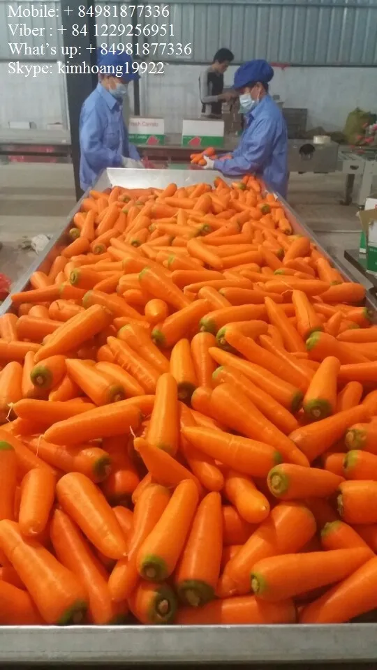 Fresh Carrot/ Carrot Cheap Price/ Vietnam Carrot Buy Fresh Carrots