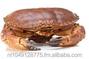 Live Brown Crab - Buy Lice Brown Crab,Brown Crab,Edible Crab Product on