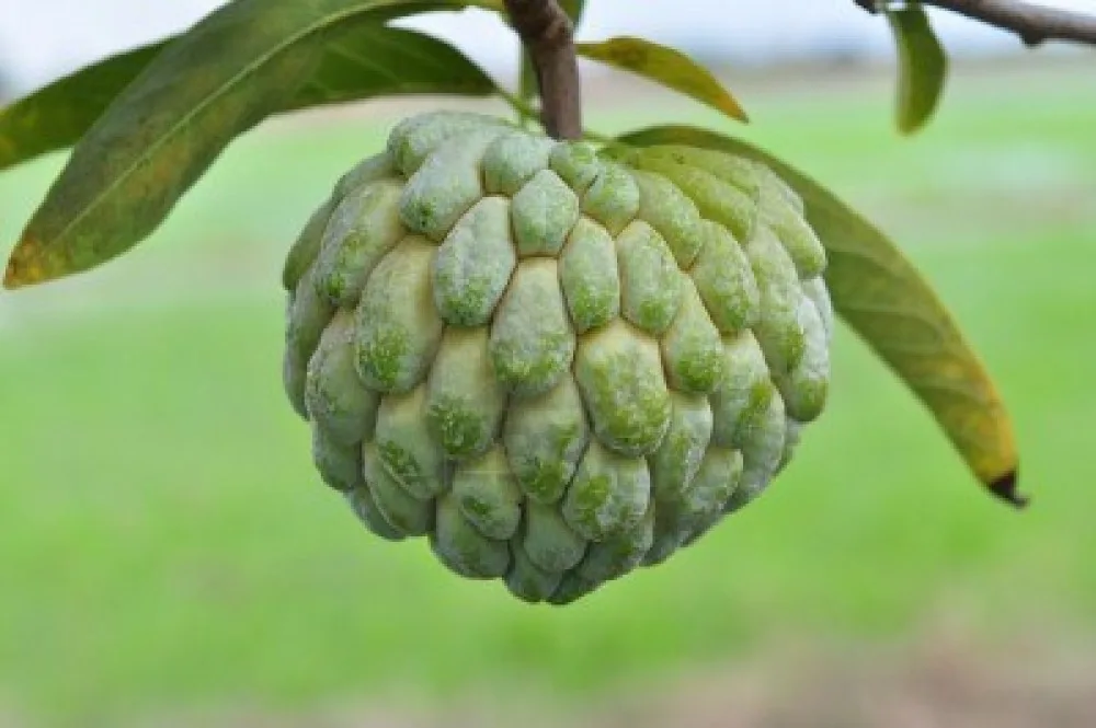 Image result for custard fruit