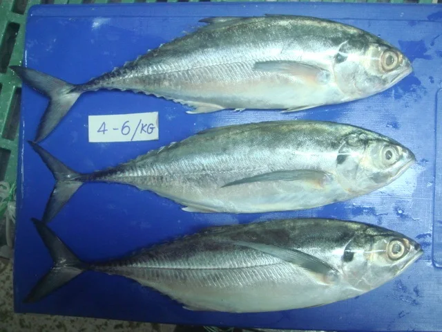 horse mackerel/ scad fish/ saurel fish/ pangasius/ dory fish