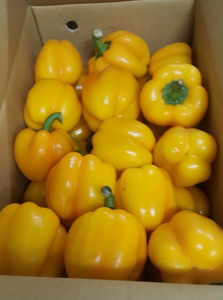 fresh sweet pepper / bell pepper  84963818434 whatsapp
