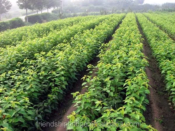 苗圃果树 rubus idaeus 覆盆子幼苗