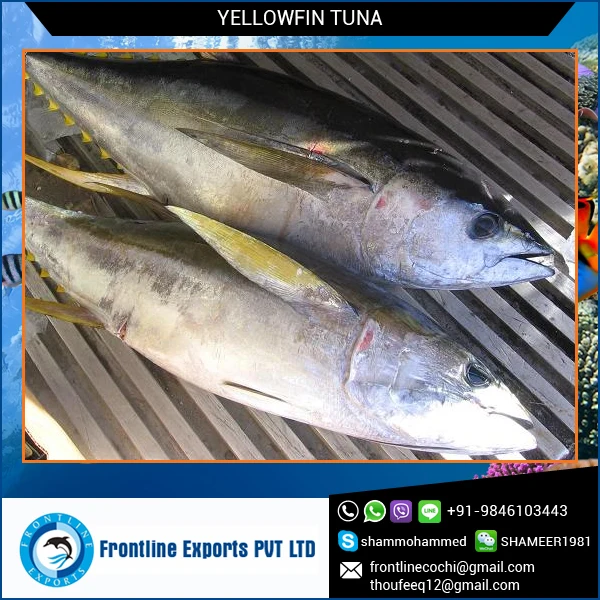 india yellowfin tuna