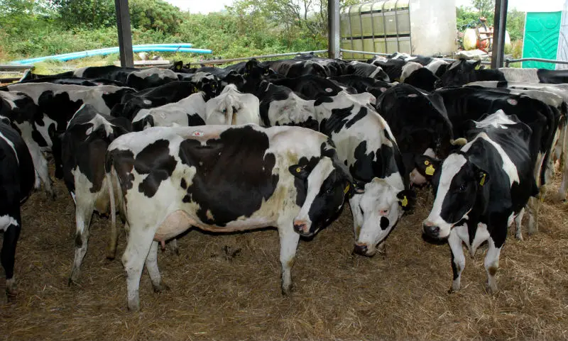 How can you find Holstein dairy cows for sale?