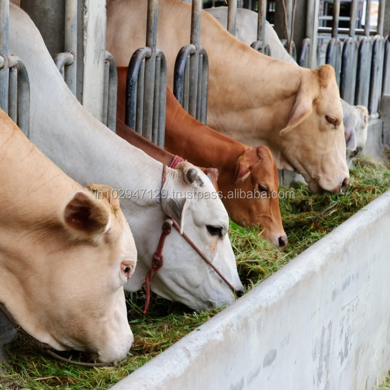 Probiotics To Maximize Gut Health Of Cattle And Pigs Buy Promotes