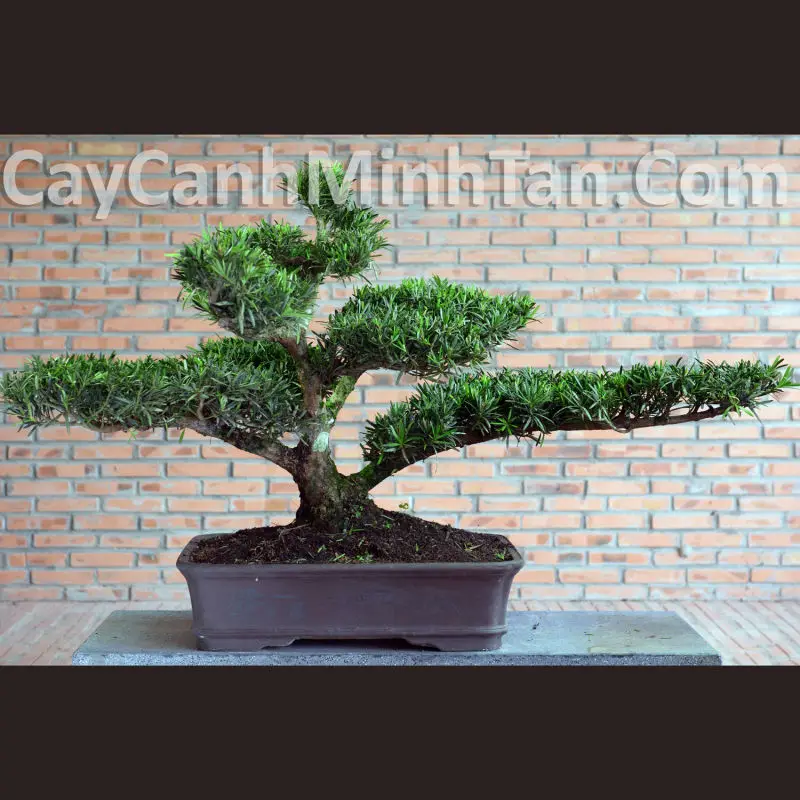 Beautiful Podocarpus Macrophyllus Bonsai Tree Yew Pine Japanese Yew Buy Landscaping Podocarpus Bonsai Tree Product On Alibaba Com